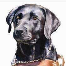 SA Guide-Dog Association