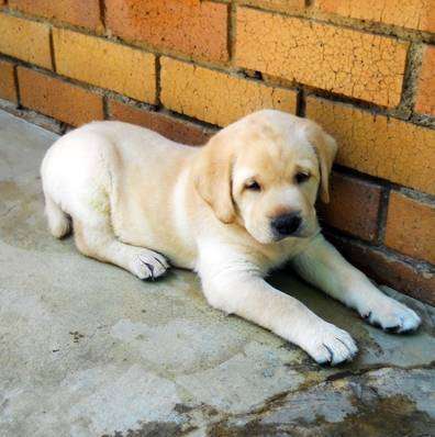 SA Guide-Dog Association