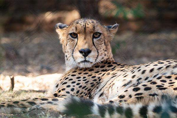The Ann van Dyk Cheetah Centre