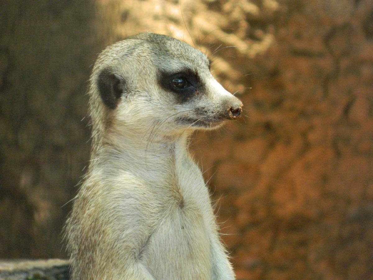 The Ann van Dyk Cheetah Centre
