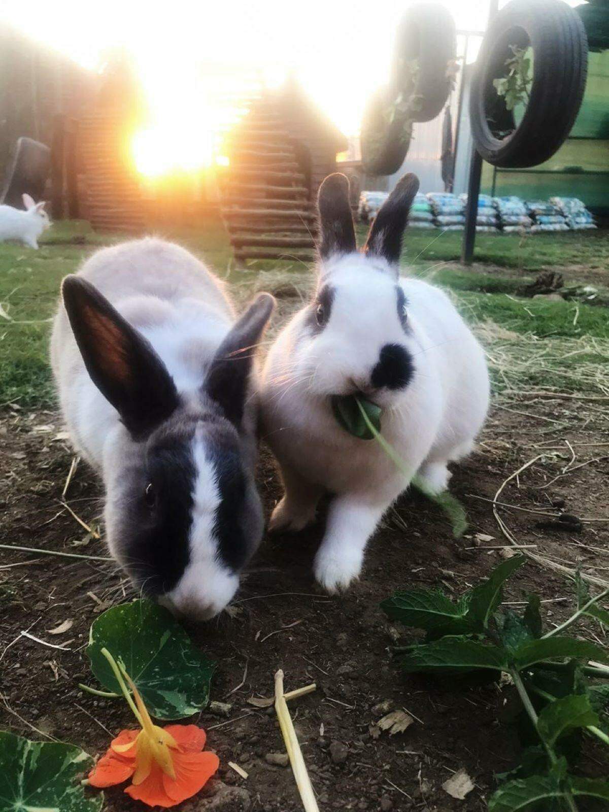 Ashers Farm Sanctuary