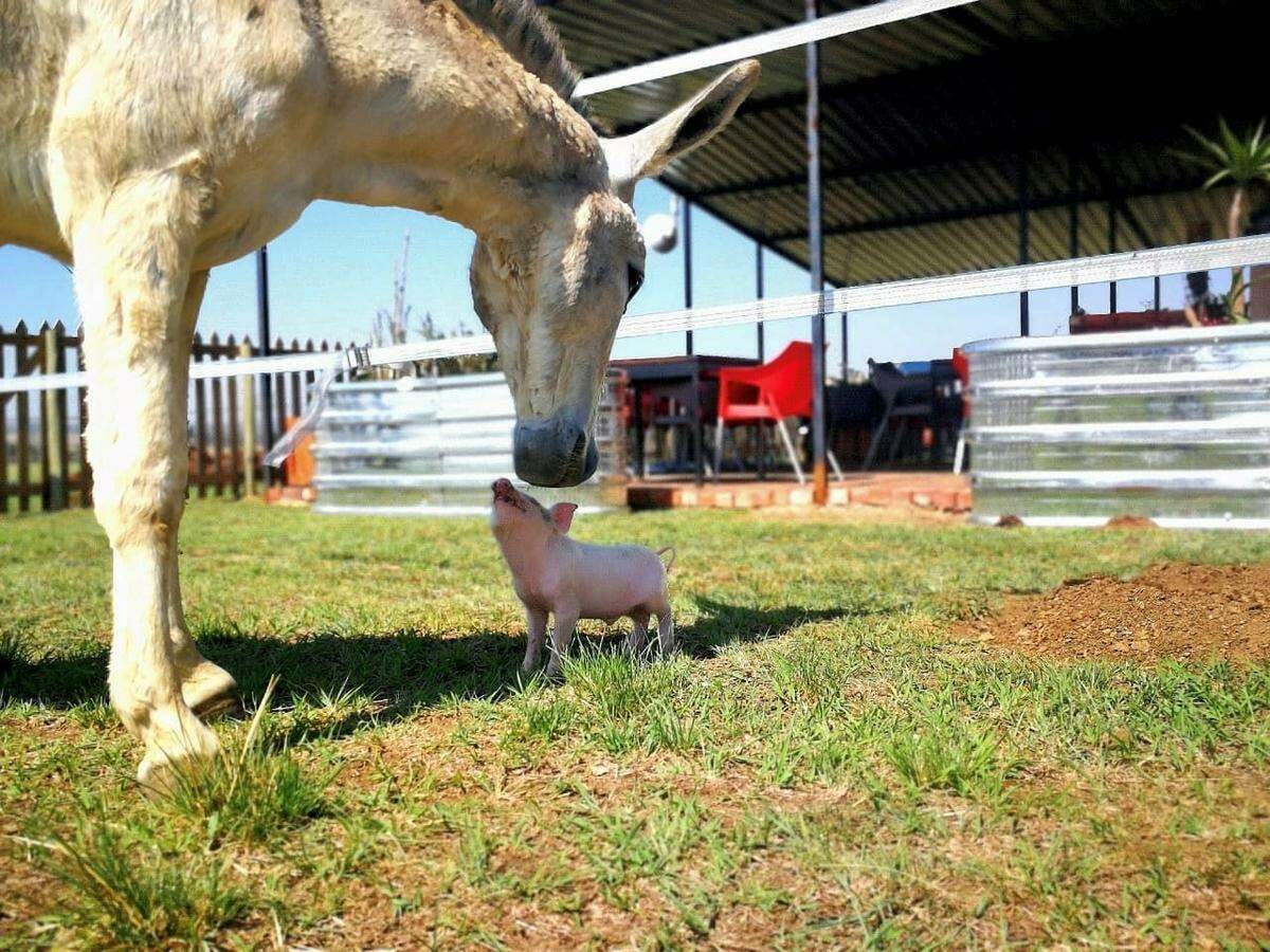 Ashers Farm Sanctuary