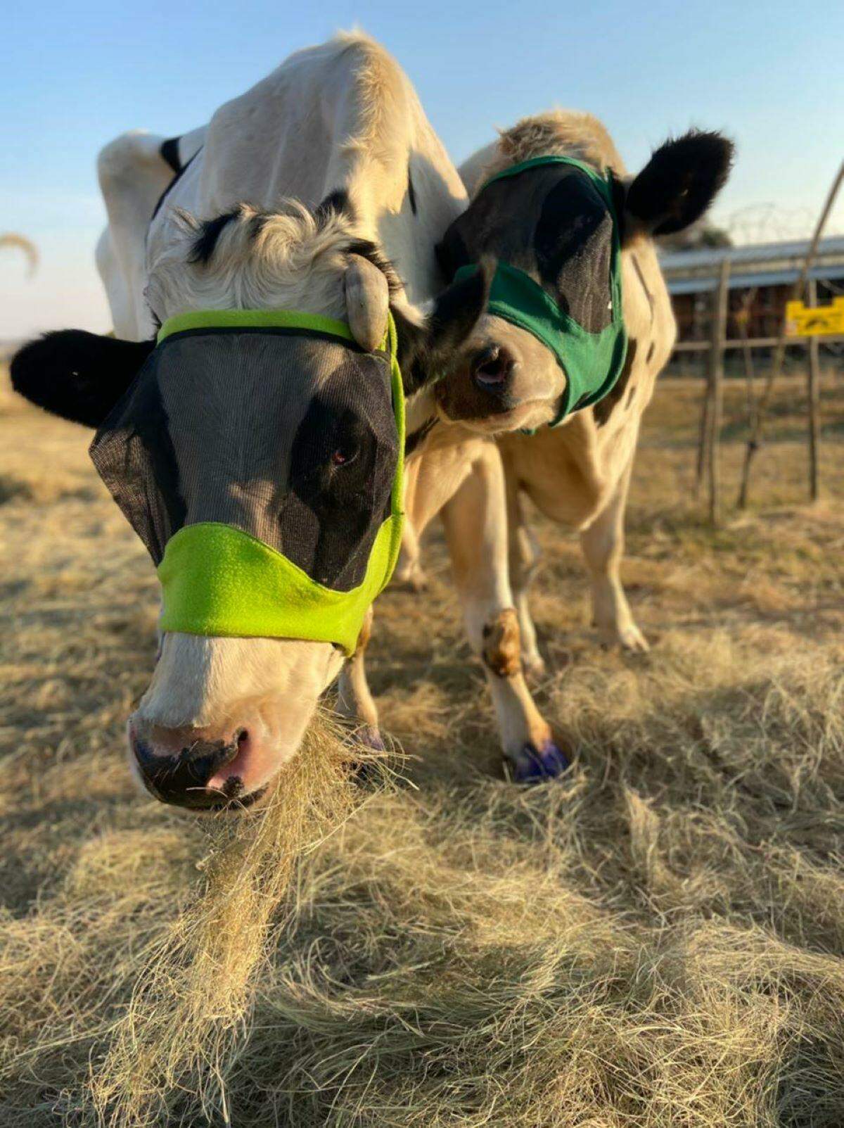 Ashers Farm Sanctuary