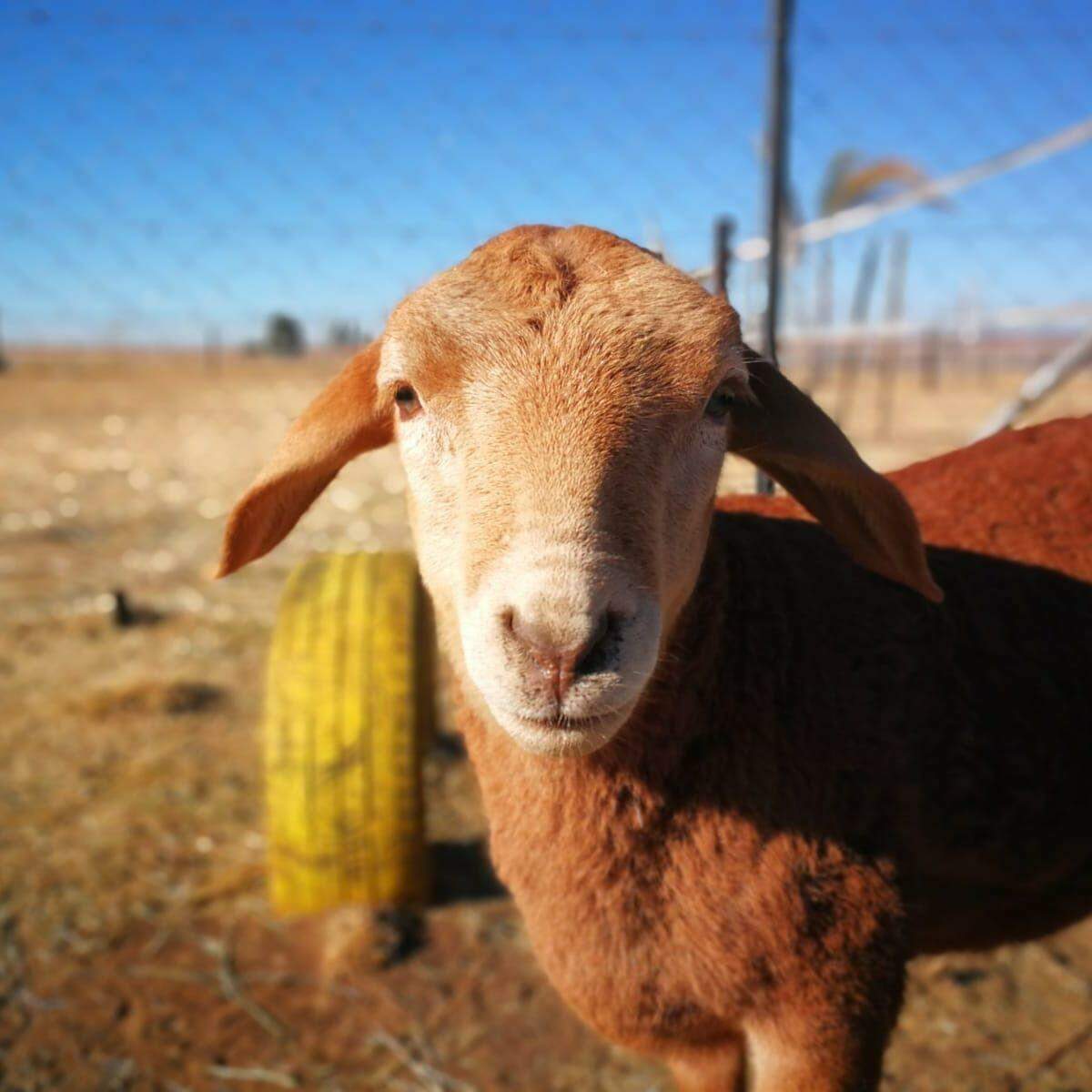 Ashers Farm Sanctuary