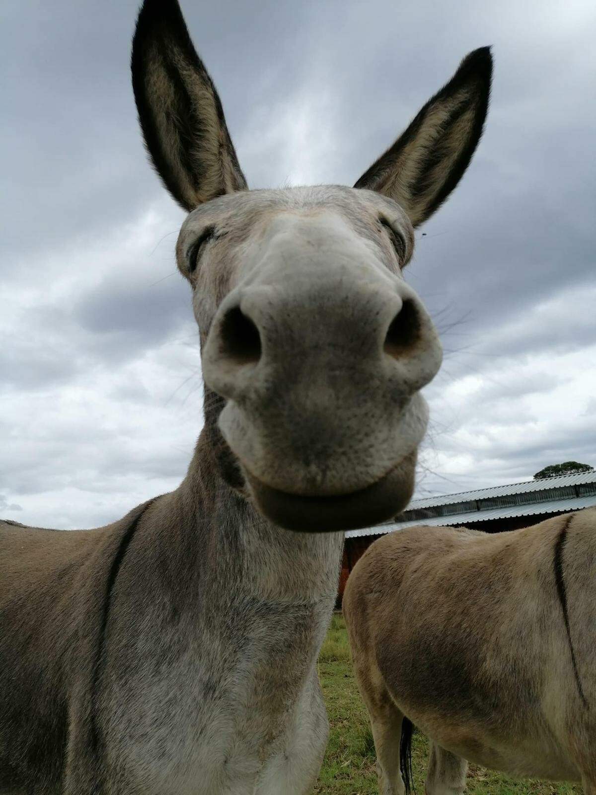 Ashers Farm Sanctuary