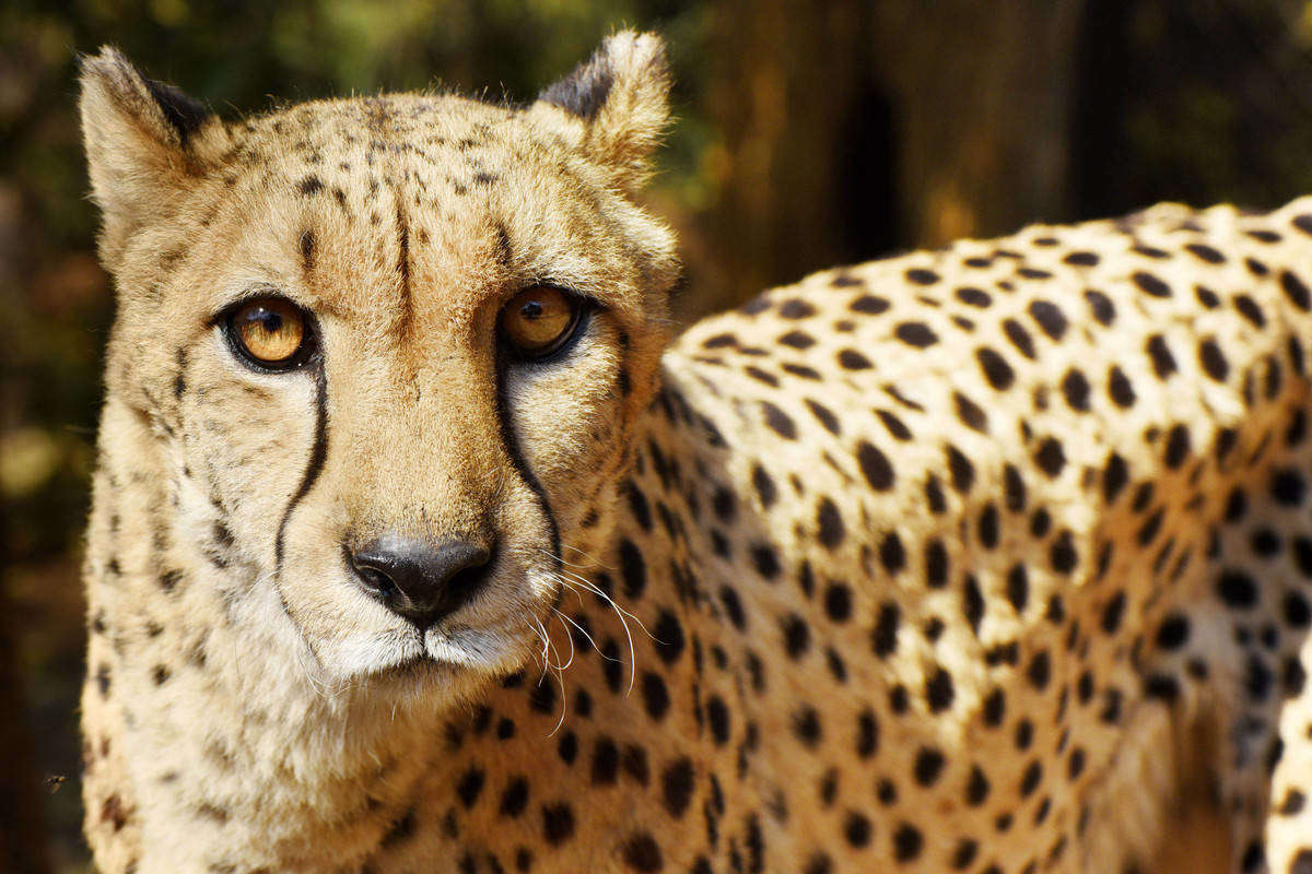 The Ann van Dyk Cheetah Centre