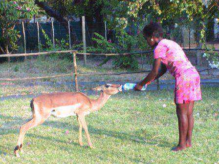 Daktari Wildlife Orphanage