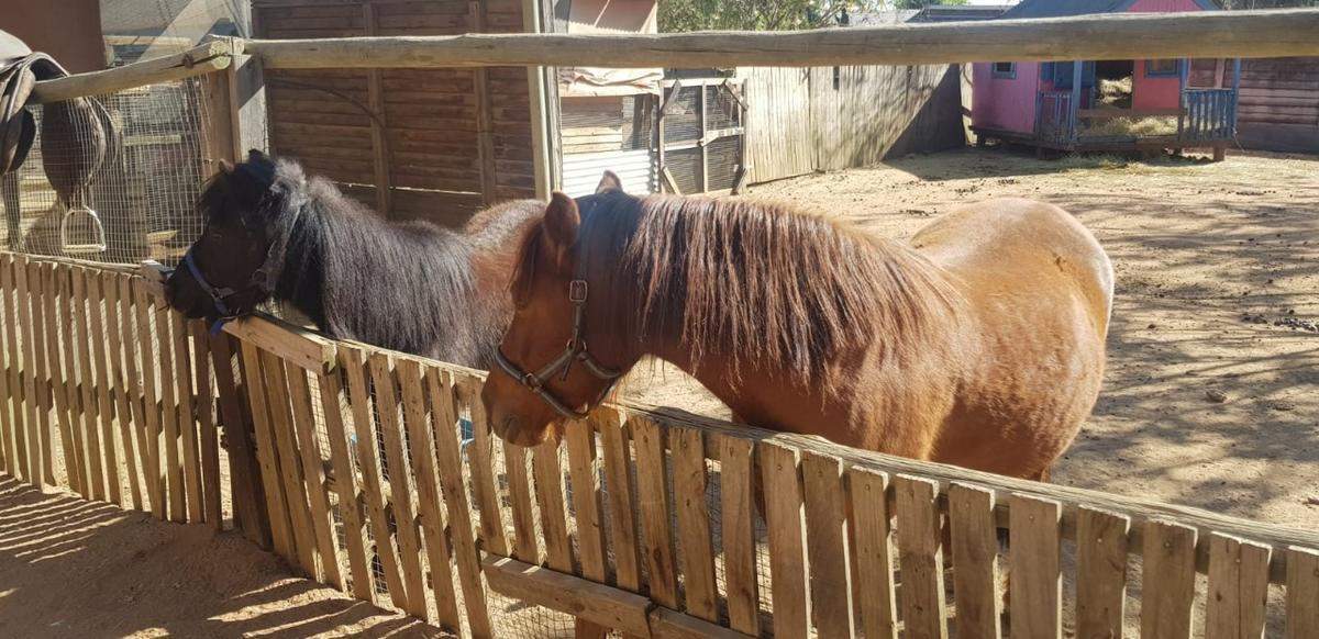 CrazyKidz Farmyard