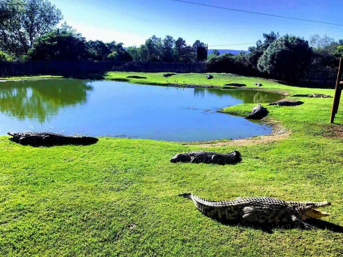 Croc City Crocodile & Reptile Park
