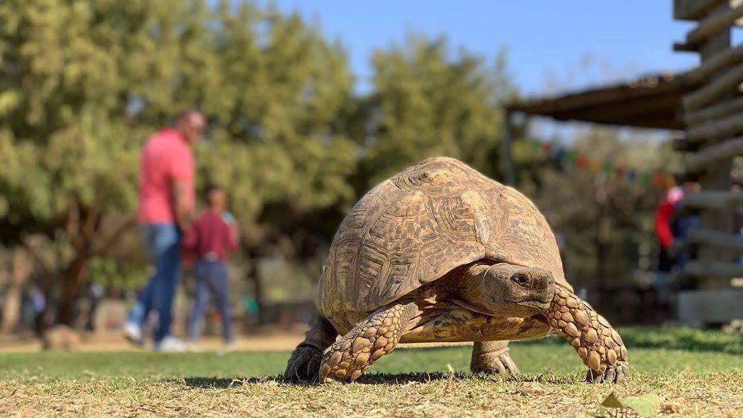 Croc City Crocodile & Reptile Park