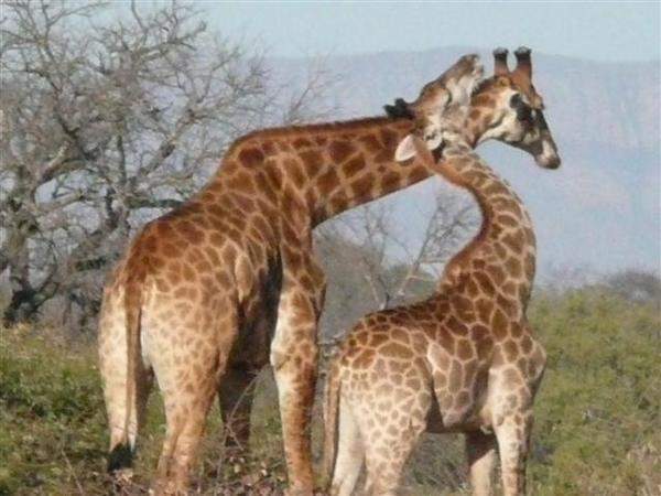 Daktari Wildlife Orphanage