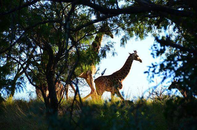 Groenkloof Nature Reserve