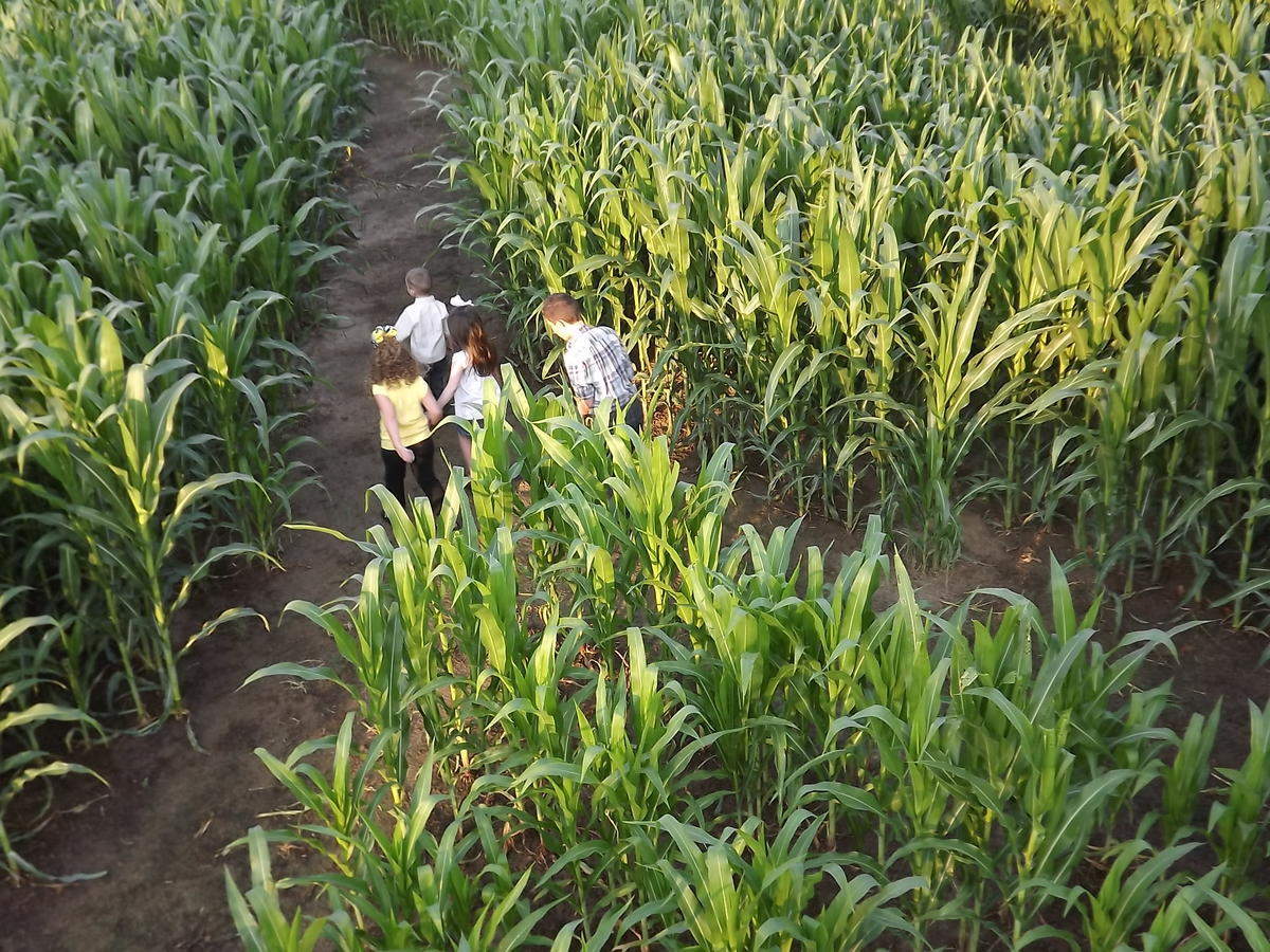 Honeydew A-maze-ing Mazes