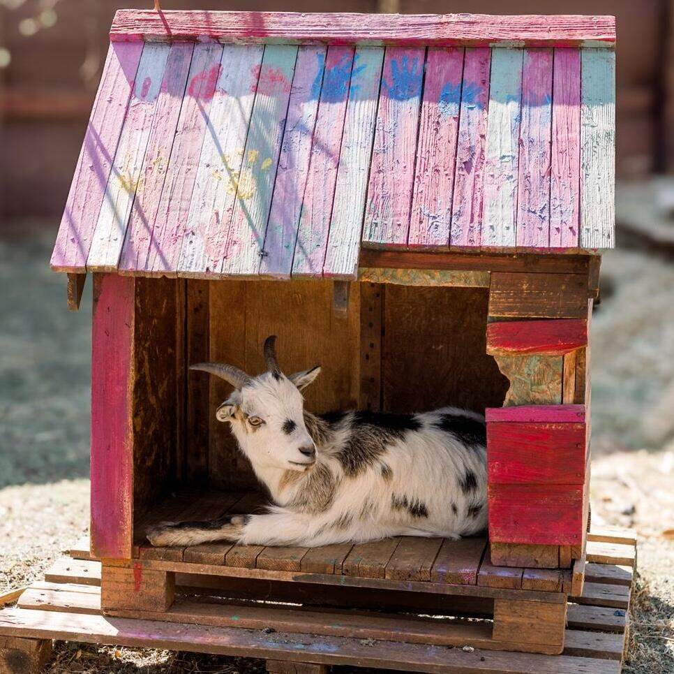 Little Hoofprints Farm Nursery School