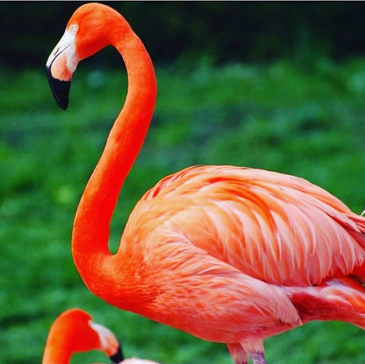 The National Zoological Gardens of South Africa / Pretoria Zoo