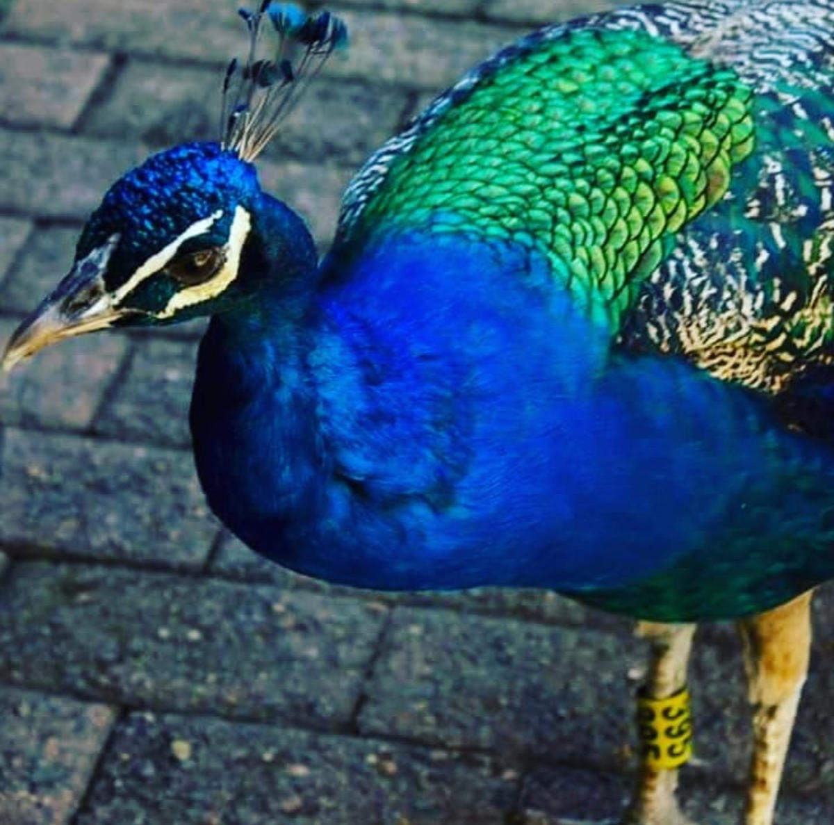 The National Zoological Gardens of South Africa / Pretoria Zoo
