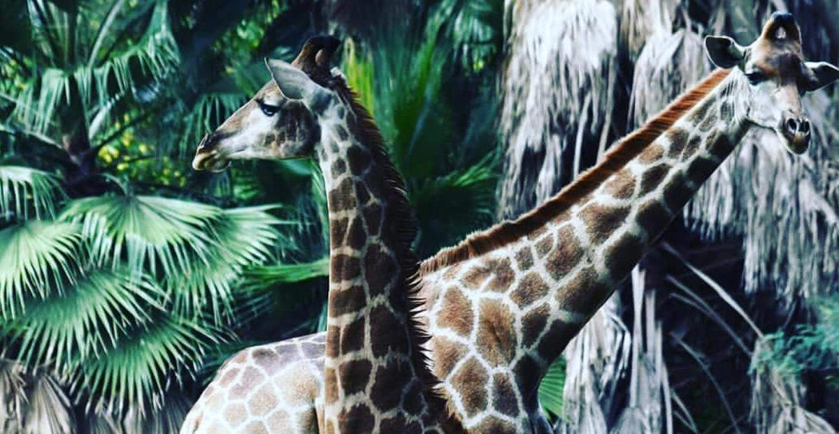 The National Zoological Gardens of South Africa / Pretoria Zoo