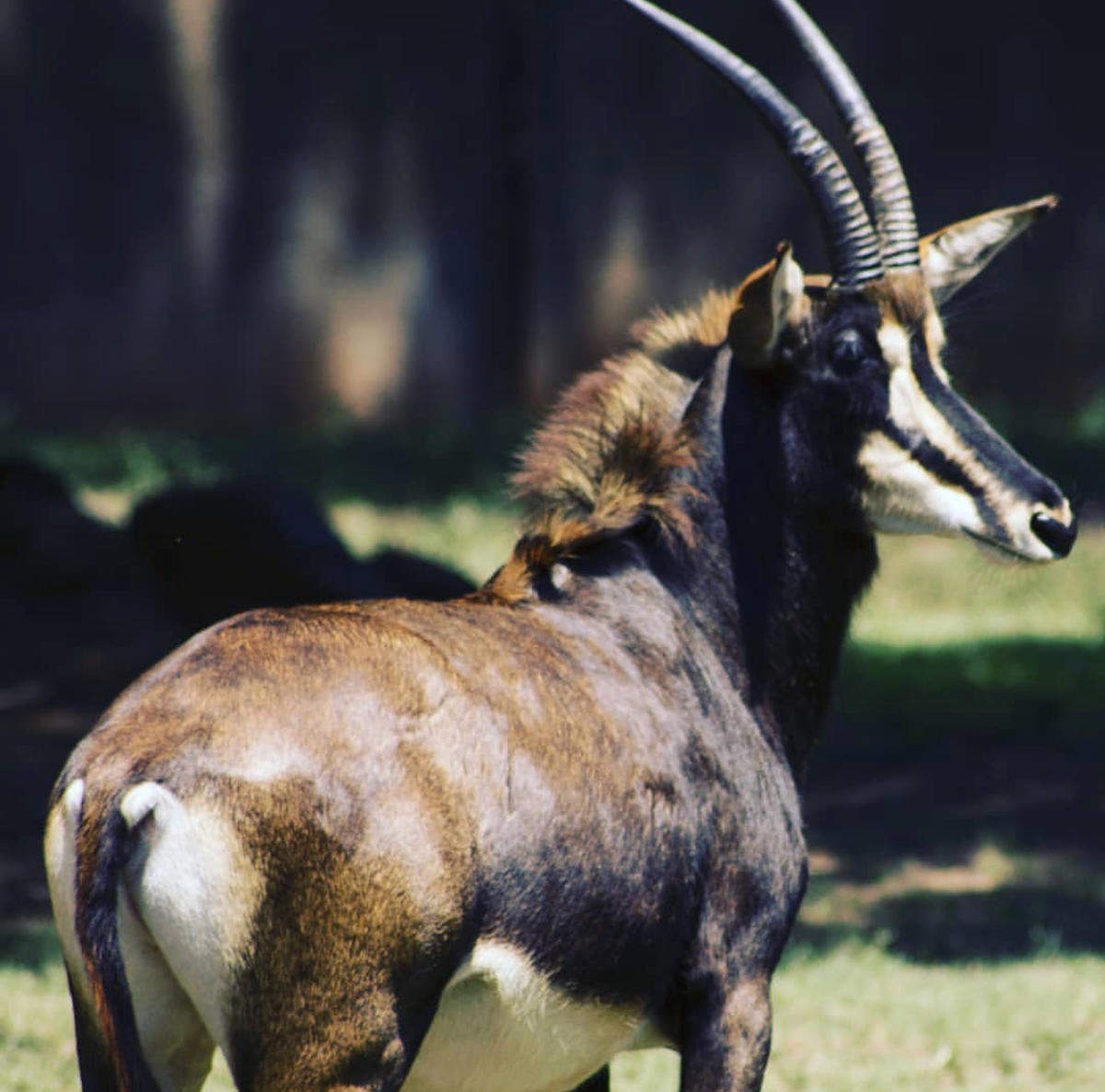 The National Zoological Gardens of South Africa / Pretoria Zoo