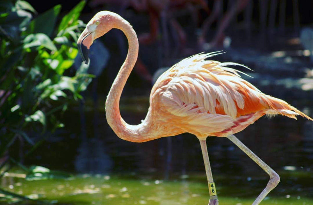The National Zoological Gardens of South Africa / Pretoria Zoo