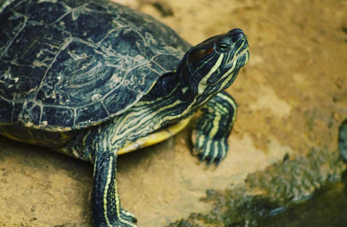 The National Zoological Gardens of South Africa / Pretoria Zoo