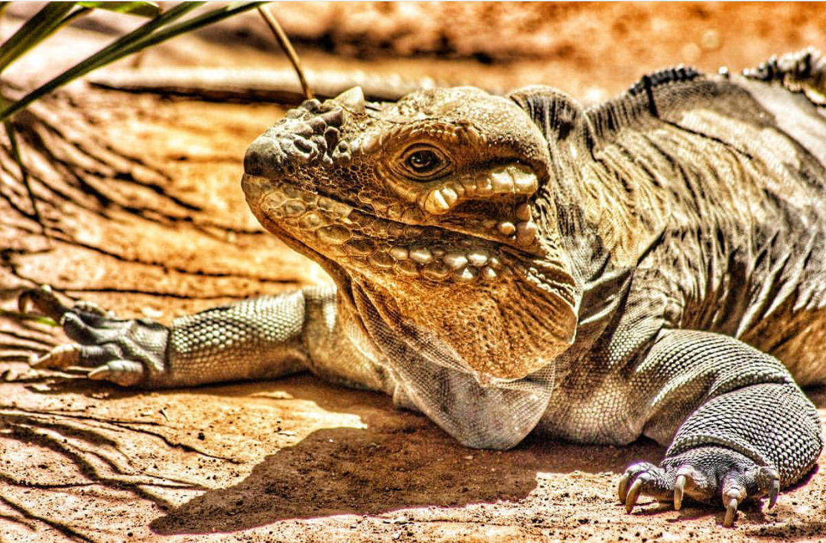 The National Zoological Gardens of South Africa / Pretoria Zoo