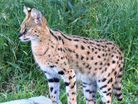 Daktari Wildlife Orphanage