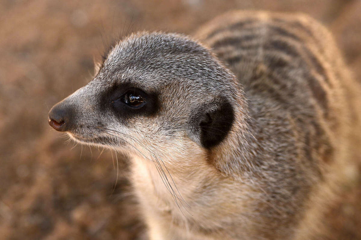 The Ann van Dyk Cheetah Centre