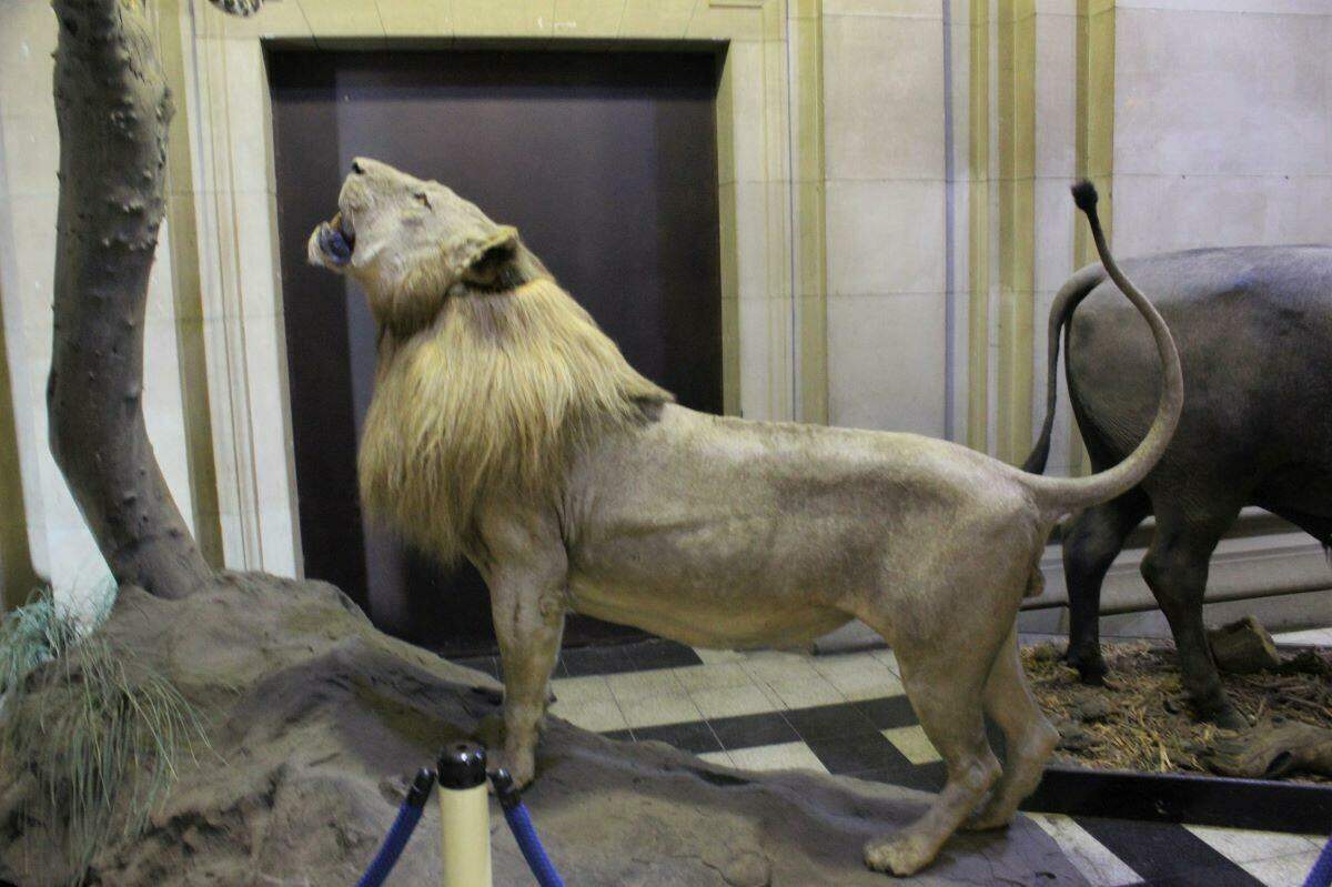 Ditsong: Museums of South Africa