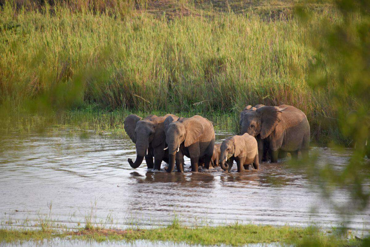 Mziki Safari Lodge