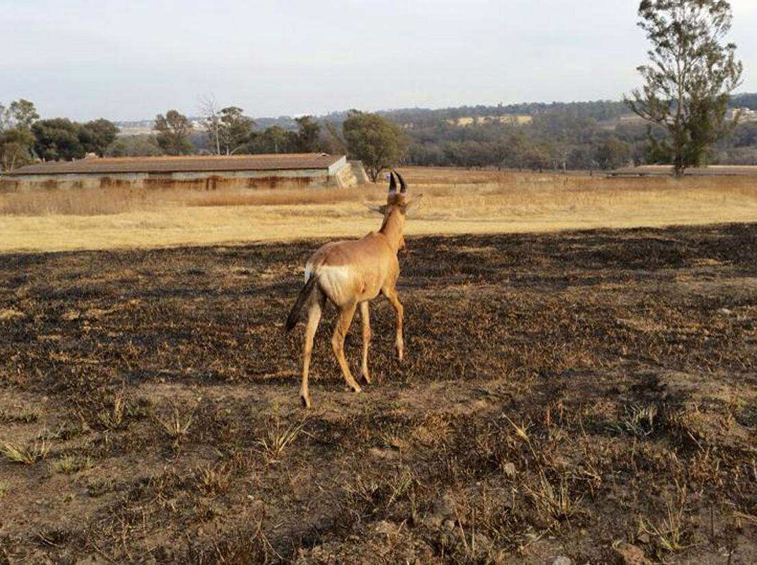 Modderfontein Nature Reserve