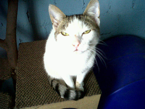 Sandton & Eastern Metro SPCA