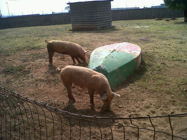 Sandton & Eastern Metro SPCA