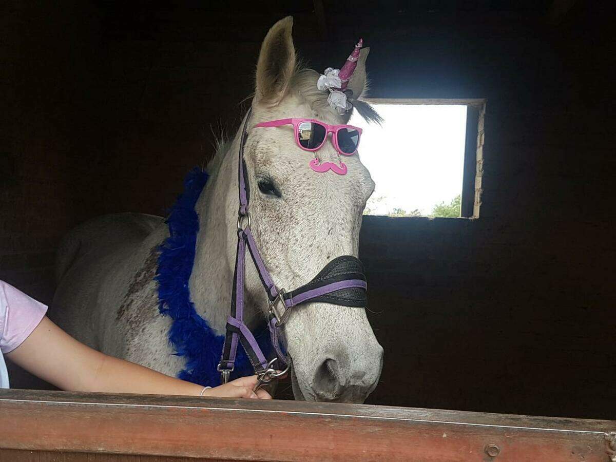 Shepherds Fold Stables