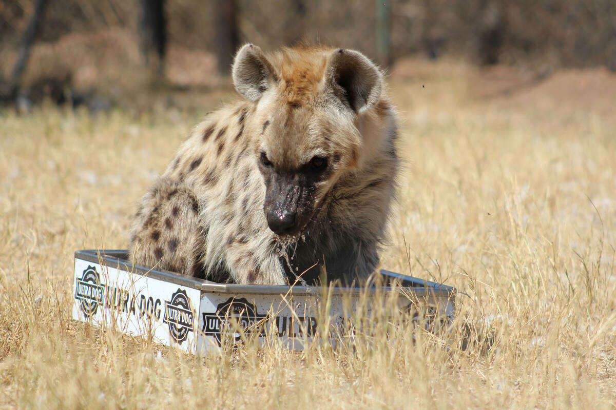 The Ann van Dyk Cheetah Centre