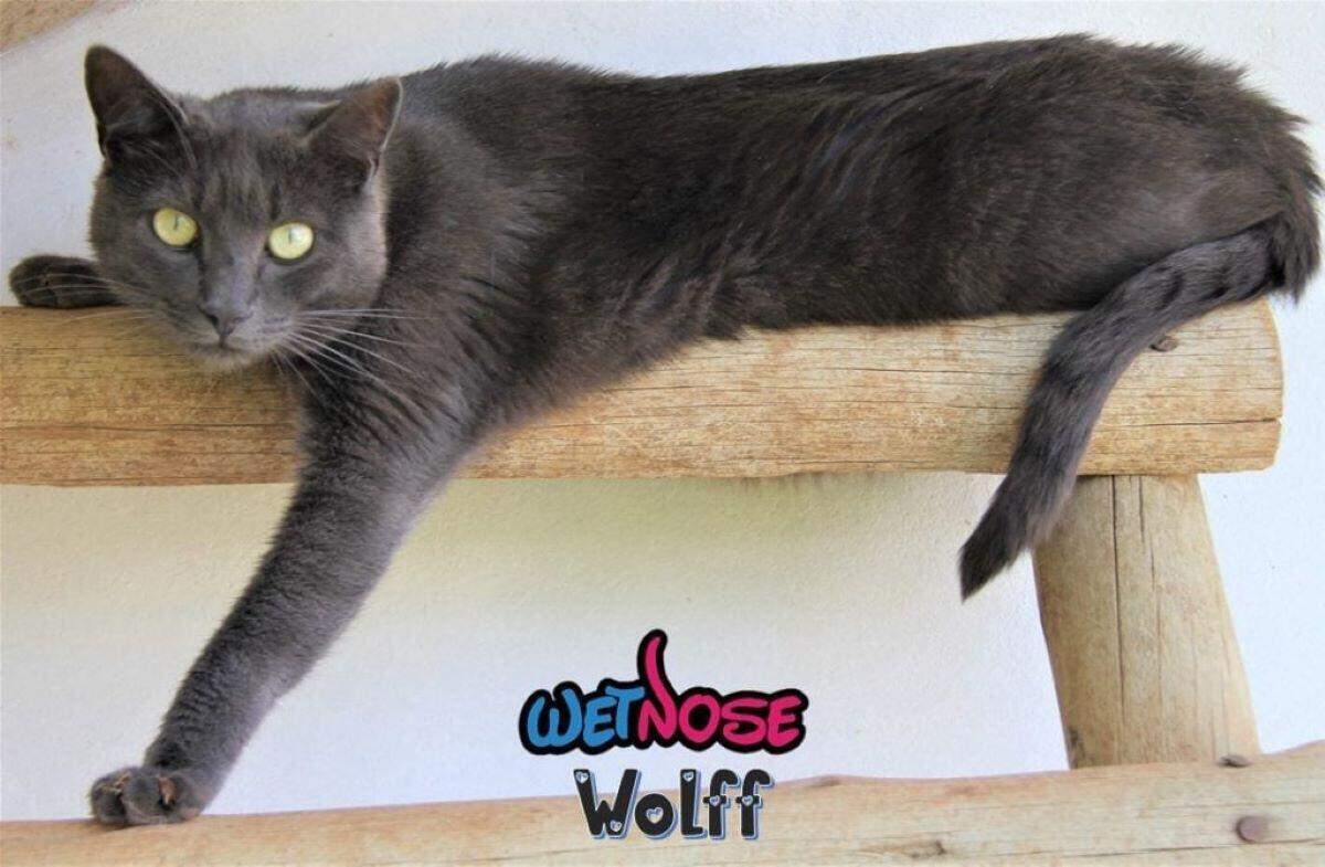 Wetnose Animal Rescue Centre