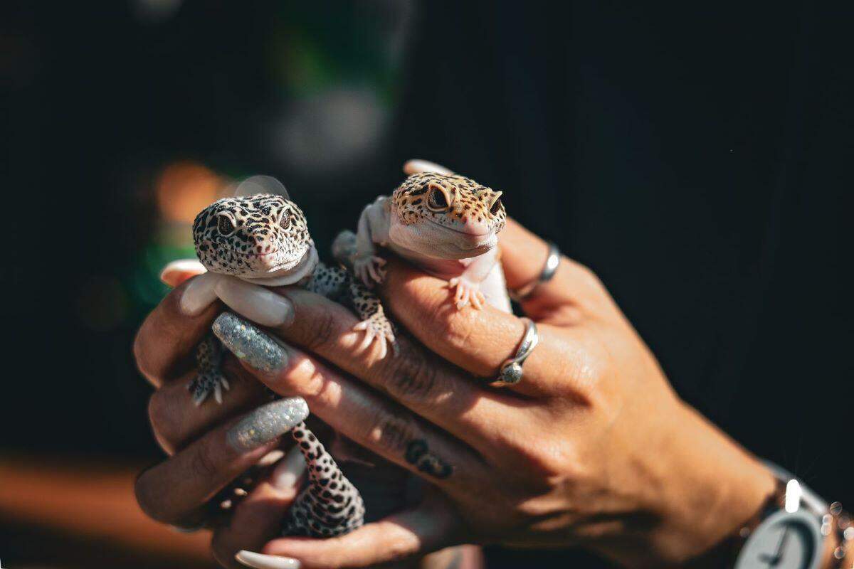 Wild Friends Sanctuary Educational Shows & Parties