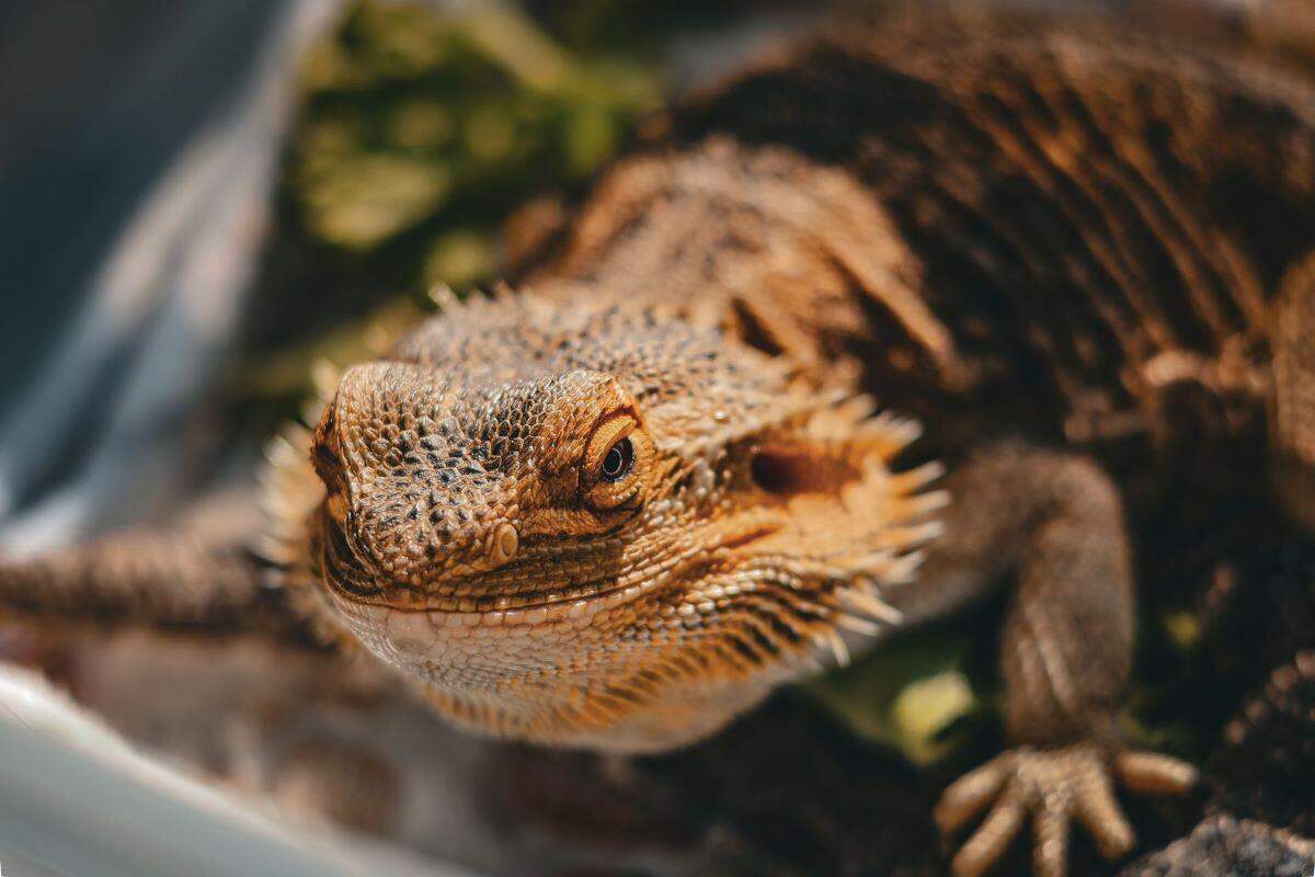 Wild Friends Sanctuary Educational Shows & Parties