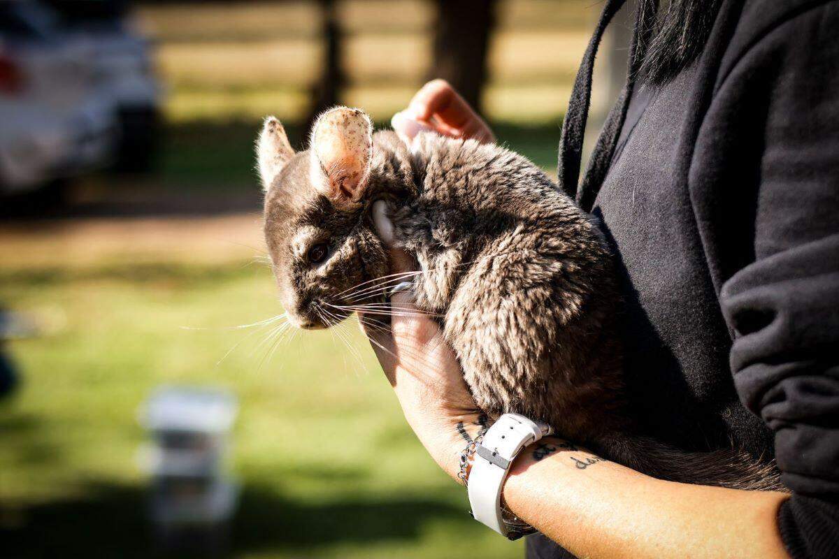 Wild Friends Sanctuary Educational Shows & Parties