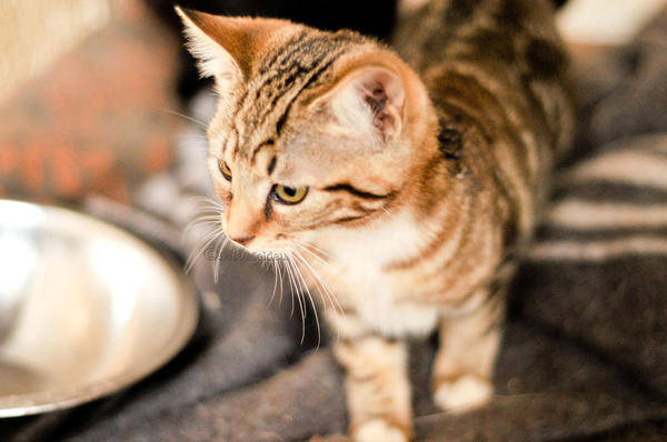 Woodrock Animal Rescue