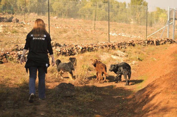 Woodrock Animal Rescue
