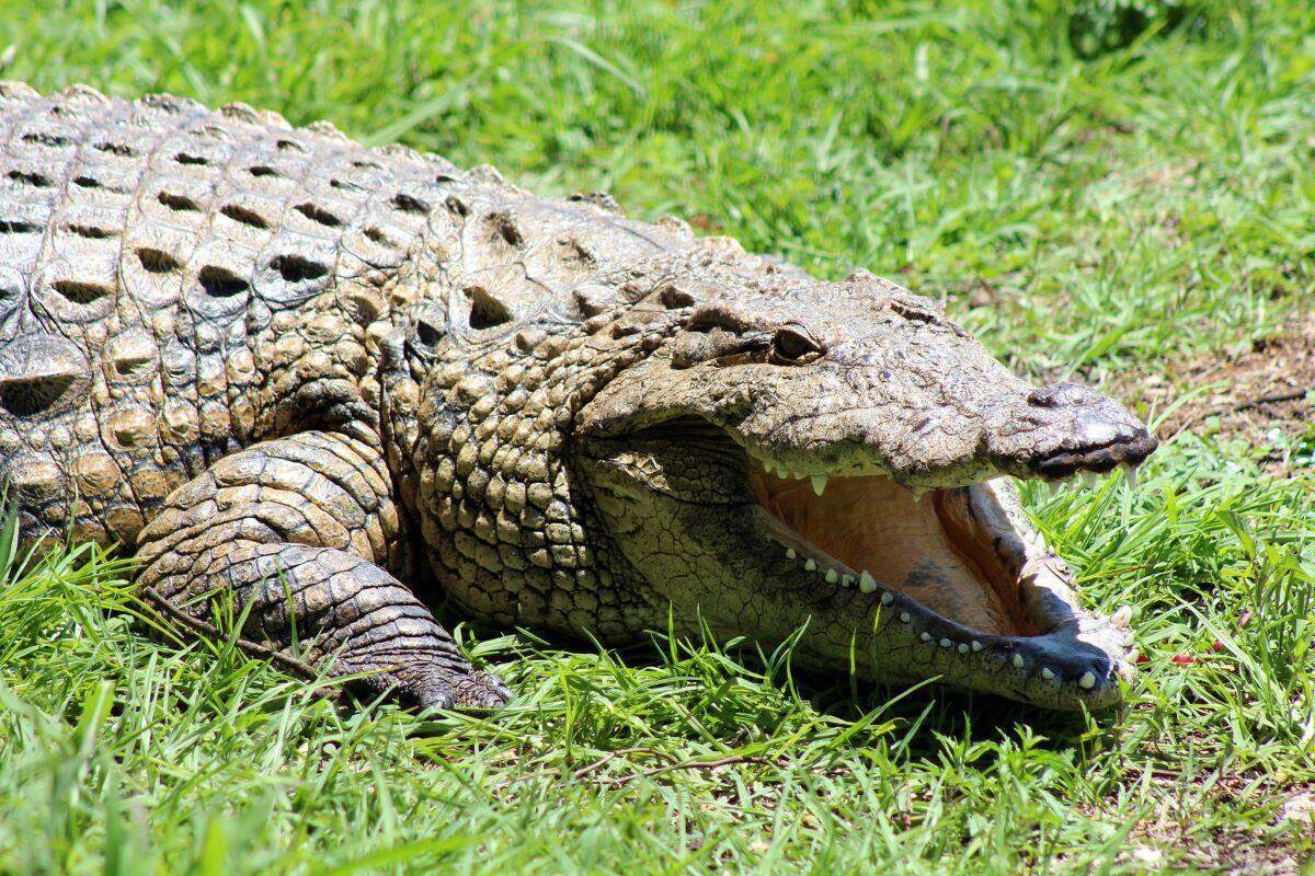 Johannesburg Zoo