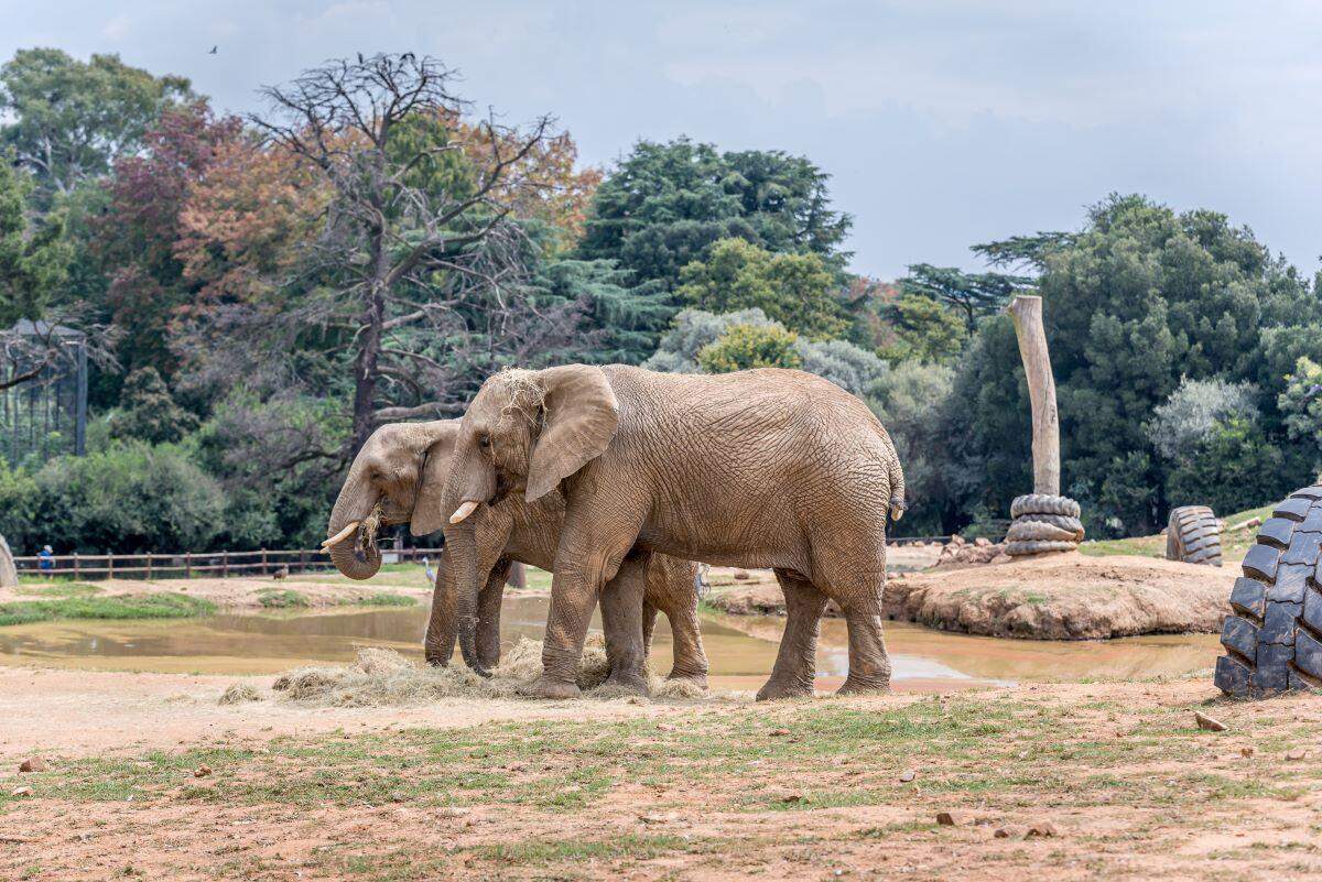Johannesburg Zoo