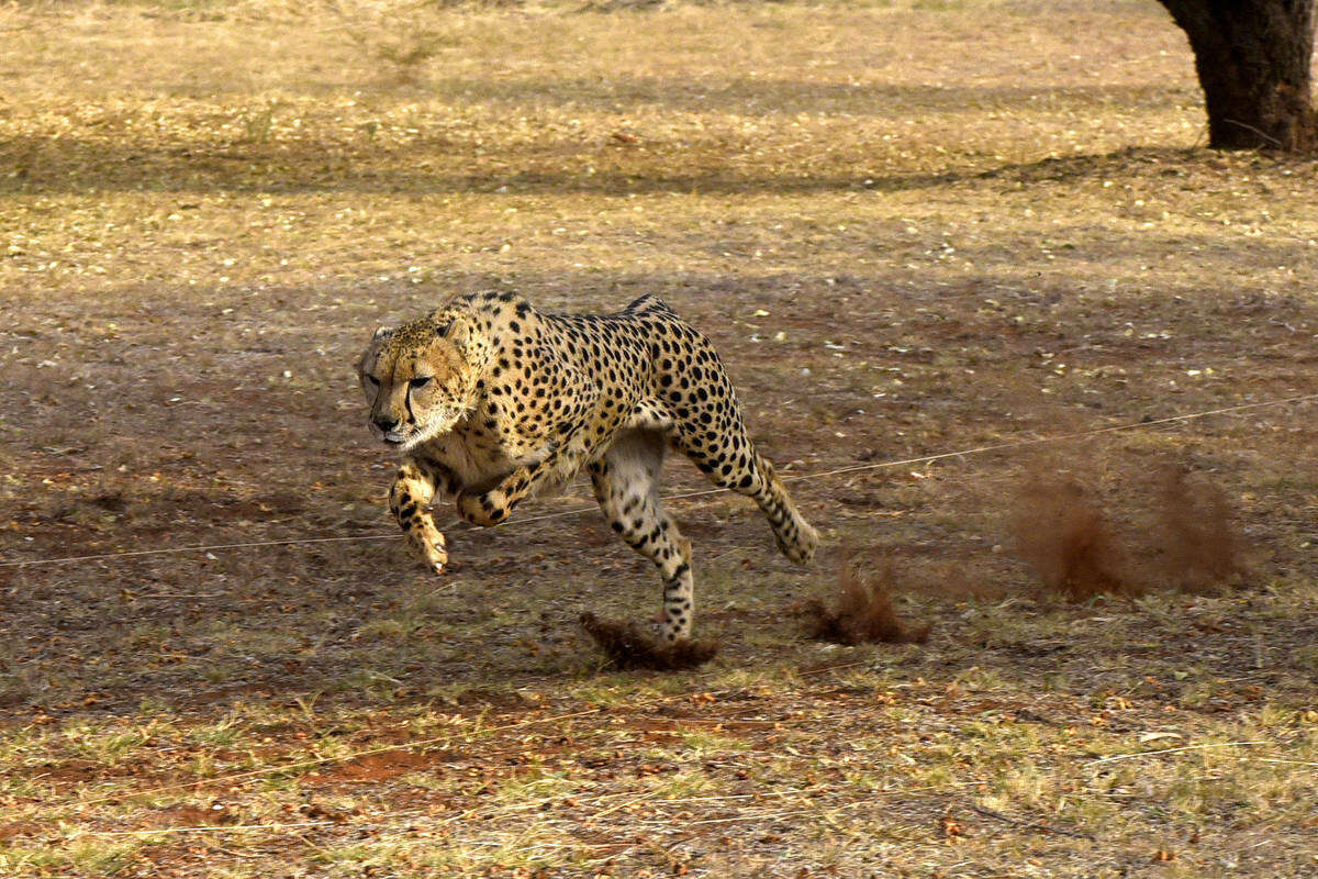 The Ann van Dyk Cheetah Centre